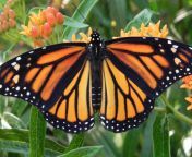 mariposa monarca pixabay.jpg from maripiss