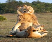 1 pay expressive lion.jpg from and lion sex