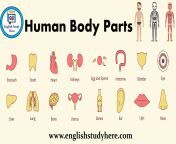 human body parts.png from body of