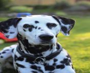 dalmatians dog animal head preview.jpg from adorable dalmatian outdoors royalty free image 486407534 1560958706 jpgcrop0 670xw1 00xh0 0622xw0resize480