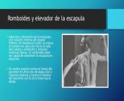 test de fuerza muscular y goniometra de hombro 19 1024 jpgcb1389648615 from belenisss