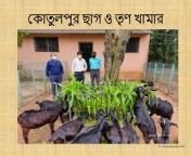goat farming and fodder cultivation in bengali for dissemination of knowledge to the goat farmers and enterpreneurs 3 320.jpg from কোতু হারা