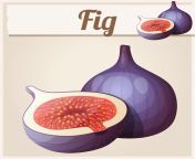 fig fruit cartoon vector icon 204216 218.jpg from cartoon fig