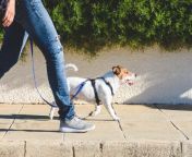 the wildest editorial 10 dog walking tips everyone should knowhero jpgw1000h750flprogressiveq70fmjpg from pet walking