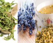 5 calming herbs to soothe anxiety 1440x810 jpgsfvrsn94fd3c35 1 from cildan sexww xxx hd com বাংলা