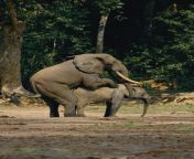 forest elephants mating michael fay.jpg from animais acasalando