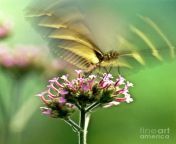 fluttering butterfly heiko koehrer wagner.jpg from flutting