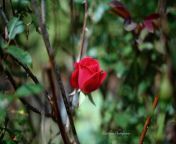 rose among thorns matthew.jpg from ဆူးတွေကာရံထားတဲ့နှင်းဆီ a rose among the thorns124 gangbang