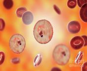 15 plasmodium malariae inside red blood cell kateryna konscience photo library.jpg from red blood 15