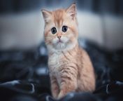 cute kitten 4k im 1920x1080.jpg from ultra cute