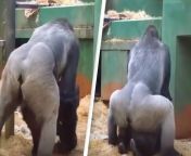 gorilla sex zoo.png from gorilla mating with