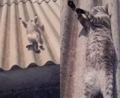 cat lying on roof video.jpg from भारतीय कॉल लड़की बिल्ली चाट न की स com ful video chudai pg videos page xvideos indian free nadia