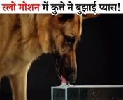 dog drink water viral video jpgimpolicywebsitewidth400height300 from jism ki pyas hindi full sexhot scene