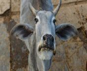 cow6.jpg from মানুষ গরুকে কি ভাবে চোদে