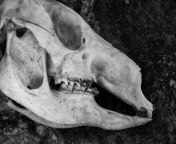 luminance wallaby skull.jpg from deathandddecay