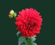 dahlia red blossom bloom 60597 jpeg from लिंग महान वीडियो का प्यारा हेनतई लिंग