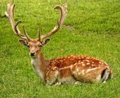 antler antler carrier fallow deer hirsch jpgcssrgbdlpexels pixabay 34231 jpgfmjpg from deer image