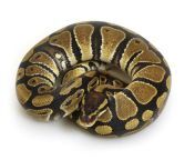ball python care guide.jpg from ball p