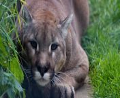 pet cougar.jpg from home me all page cougar