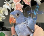 ringneck parakeet for sale.jpg from hindi talking