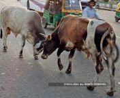 cattle bccl.jpg from kannada bull xxx