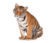 bongal tiger isolated 191971 13013 jpgw2000 from bongal