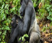 video captures gorillas having oral sex 1400x653 614db75de4e7a jpeg from www gorilla sex woman xxx