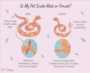 how to tell sex of snakes 1239488 final 5baba66b46e0fb0025ee92cc.png from only snake fuk smoll gril