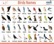 microsoftteams image 51.jpg from birds names
