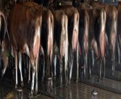 milking line up.jpg from milk eating river with 8 10 xxxa nud