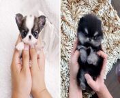 22 adorably tiny puppies that will make your heart melt from cuteness 758x397.jpg from cute and do