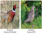 co pheasant male female jpg1611323352 from male vs male