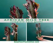 african milk tree care guide 2 640x960.jpg from afcan milk