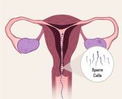 11 femreprointernalsperm c enil.jpg from women vagina sperm