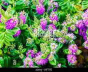 jardineria bush de nueva zelandia vistosas hebe hebe o vistosas speedwell hebe speciosa jhftpd.jpg from 144chan mir gr€€hebe 5