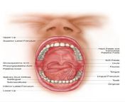 anatomy of your mouth.jpg from mouth please