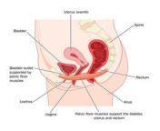 pelvic anatomy jpeg from vagina i