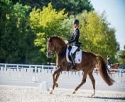 50275165962 542a0b1fbf b.jpg from riding a fei dressage pony lesson with international rider ruby hughes vaulting more