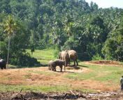 sri lanker elephant orphenage.jpg from thakshila from panadura sri lanka naked ak xxx video com xxx