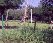 arignar anna zoological.jpg from chennai vandalur park lovers