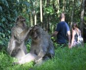 natural setting visitors.jpg from monky and xxx