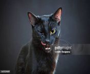 portrait of a cat jpgs612x612wgik20cfvx ltdvkrhpkbze6xwmohs5fq3 xg0klcyvy36xj8e from black puss showing