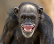 female chimpanzee grinning jpgs612x612w0k20c1clvj4wjebtymun sox33urd6c5 d1aah kjsvm4aoy from chimp x x x