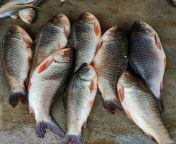 lots of rohu fish labeo rohita fish arranged in line in indian fish market rui fish sale in jpgs612x612w0k20c6i3eohsby7o0iaruigxupxjp9ifprtfmzsdbho hlau from how to fish in survival war【url∶j777 ph】how to fish in survival war【url∶j777 ph】w6c