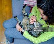mujer jugando y alimentando a su gato jpgs1024x1024wisk20c9fuoo6rpzzwsspar2ap5ccsyly 4ighawci9soxzavg from mujer alimentado a cat