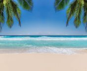 tropical beach palm trees sea wave and white sand jpgs612x612w0k20c6xdljdxsp5fvupqc7aot3oohypd3 gtqnf6lmwx5krk from beach pho