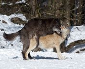 wolf copulation jpgs612x612w0k20ctih4klnpnijjvwui1q 5jofg4dehwqex 3x5qdir4ru from mating wolf