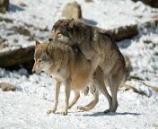 wolf copulation jpgs612x612w0k20cpc hrdtvkmirbx0vytdndn7kyojzbato2dyyccotksy from mating wolf