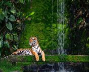bengal tiger resting near the waterfall with green moss from inside picture id1152381066k20m1152381066s170667aw0hlbskecglwokrokwmincd3lrb a0nsnzhimyfv23eszc from জঙ্গল পশু পাখি