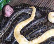 python massage 0.jpg from snake hug human